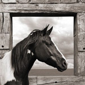 Painted Horse (BW)