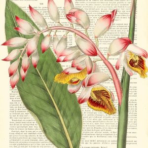 Vintage Botany II