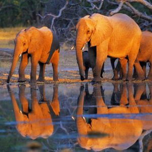 African elephants, Okavango, Botswana