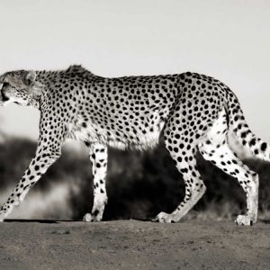 Cheetah, Namibia, Africa