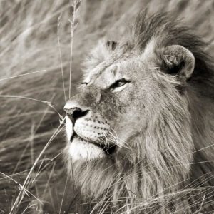 African lion, Masai Mara, Kenya