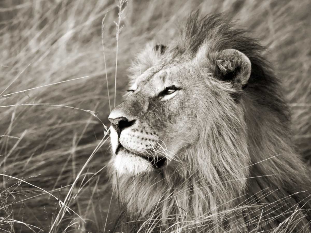 African lion, Masai Mara, Kenya - Art and Frame - Adelaide