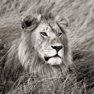 African lion, Masai Mara, Kenya