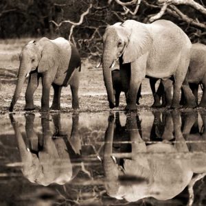 African elephants, Okavango, Botswana