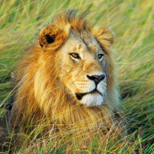 African lion, Masai Mara, Kenya