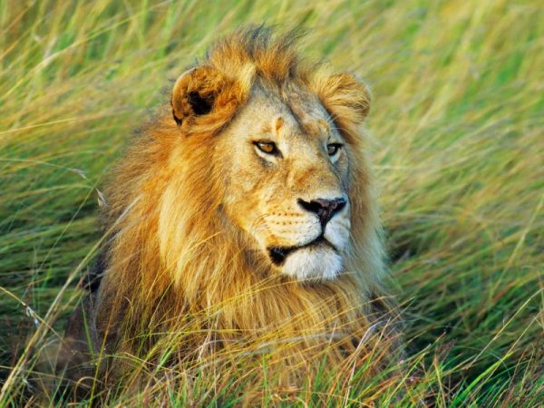 African lion, Masai Mara, Kenya