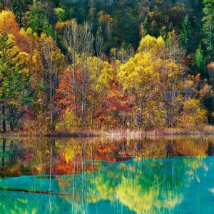 Forest in autumn colours, Sichuan, China