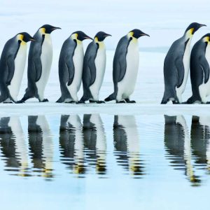 Emperor penguin group, Antarctica