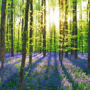 Beech forest with bluebells, Belgium