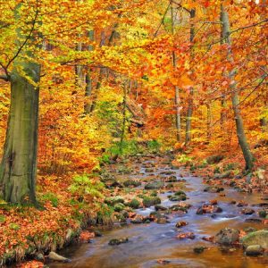 Beech forest in autumn, Ilse Valley, Germany