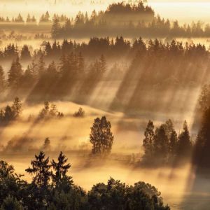 Fog impression at Sindelbachfilz, Bavaria, Germany