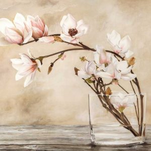 Fiori di magnolia