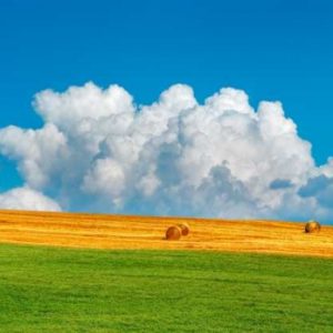 Corn field harvested, Tuscany, Italy