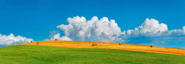 Corn field harvested, Tuscany, Italy