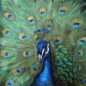 Painted Peacock