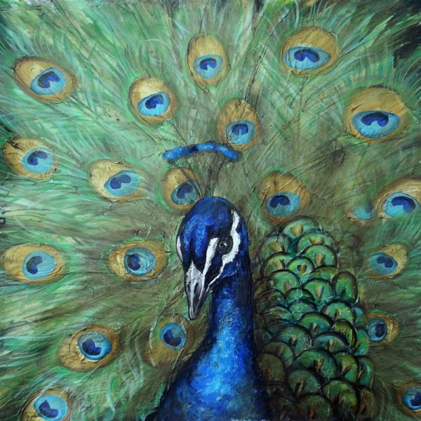 Painted Peacock