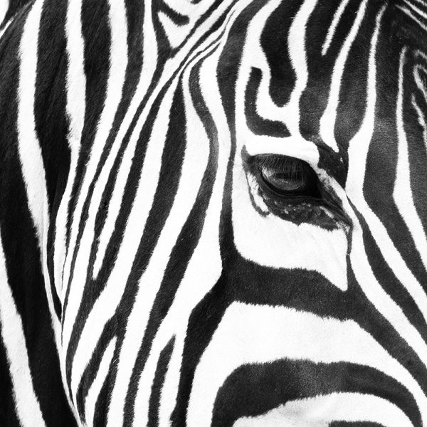 Zebra Up Close