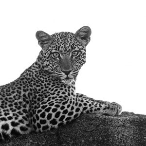 Leopard in Black and White