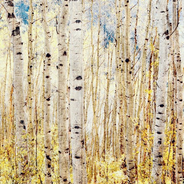 Birch Grove