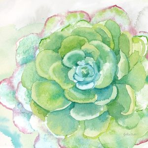 Sweet Succulents IV