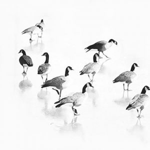 Flock of Canada Geese