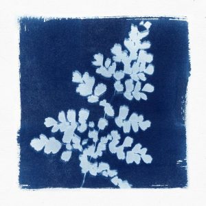 Flora Cyanotype I