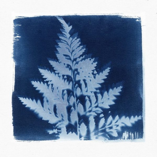 Flora Cyanotype III