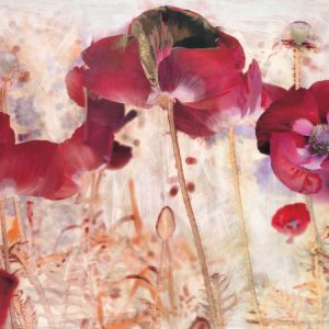 Dreamtime Poppies