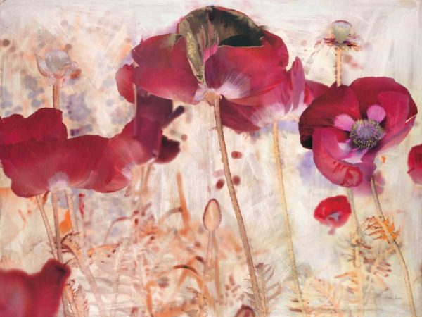 Dreamtime Poppies