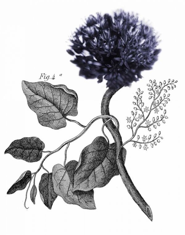 Allium Botanical