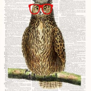 Studious Owl