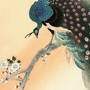 Peacock on a Cherry Blossom Tree