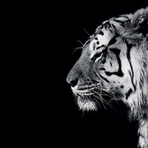 Panthera Tigris