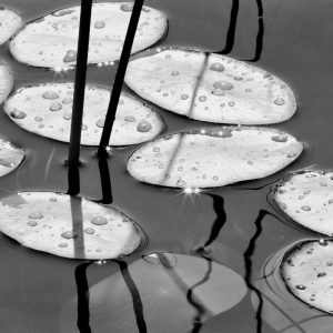 Lily Pads, Sunrise