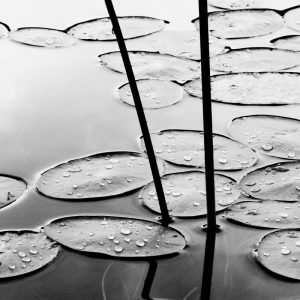 Lily Pads, Dusk