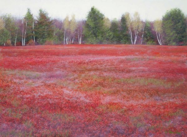 Blueberry Fields In Autumn