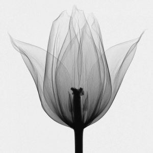 Triumph Tulip