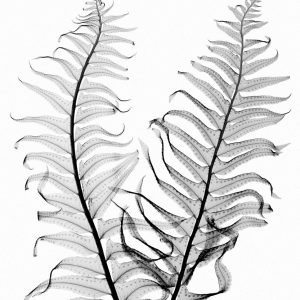 Ferns Trio B