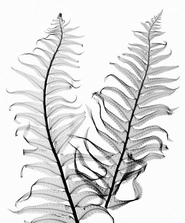 Ferns Trio B