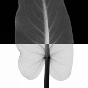 Calla Leaf I (oversize)