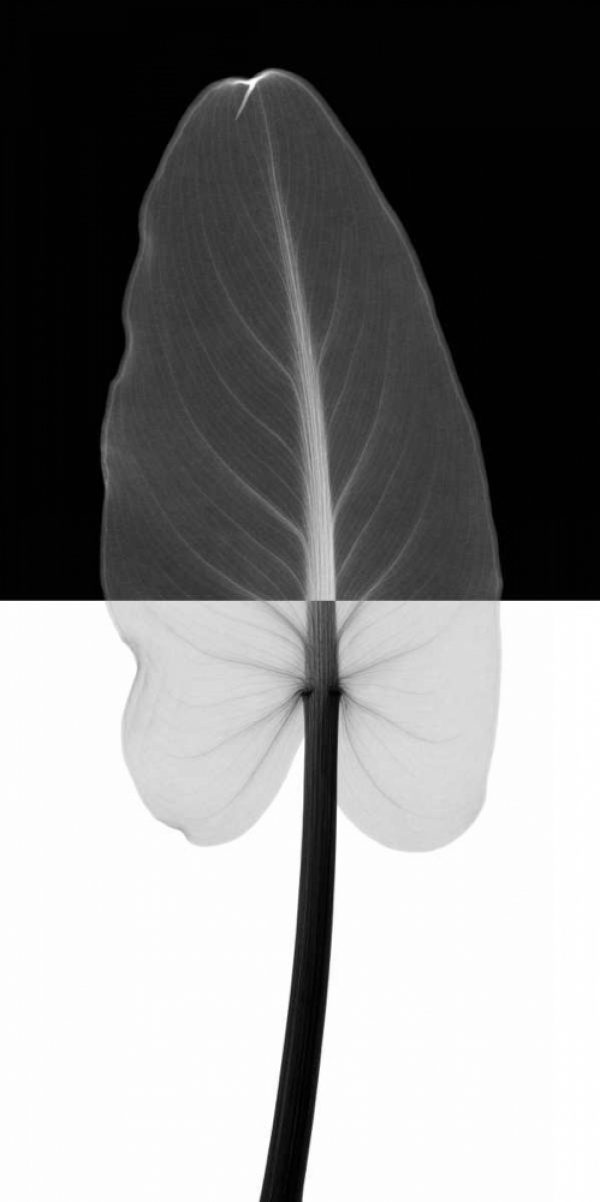 Calla Leaf I (oversize)