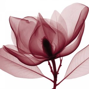 Red Magnolia I