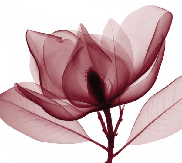 Red Magnolia I