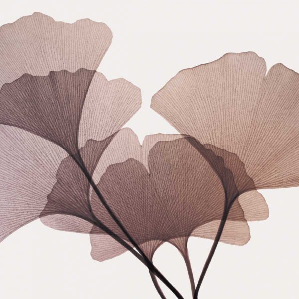 Gingko Leaves I