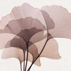 Gingko Leaves II