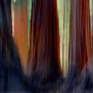 Giant Sequoia Forest