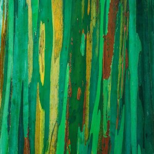 Painted Eucalyptus Bark I