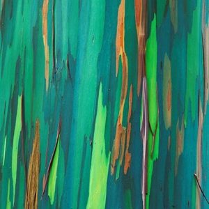 Painted Eucalyptus Bark II