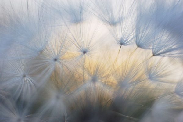 Salsify Seeds I