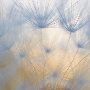 Salsify Seeds II